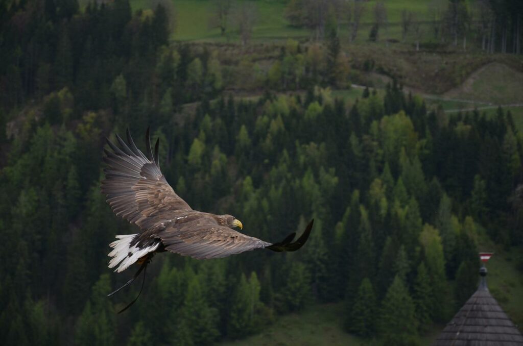 eagle, bird, flying-339128.jpg