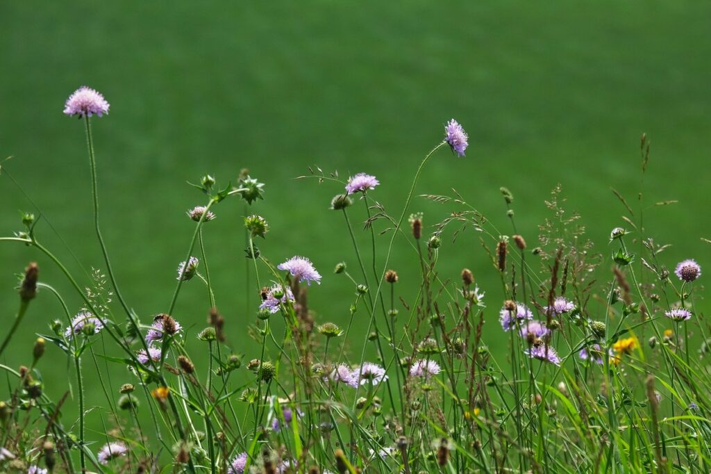 meadow flowers, summer, scabious-7290924.jpg