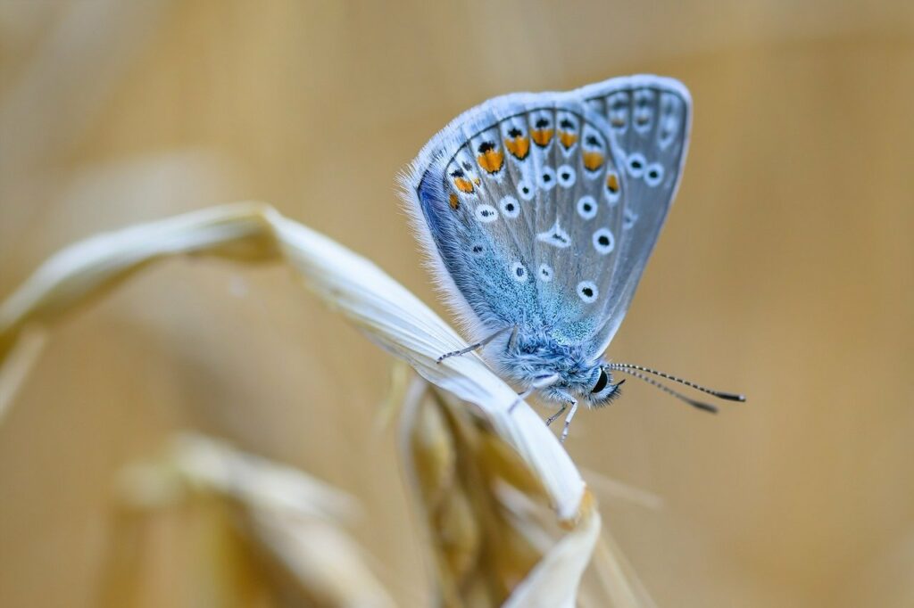 butterfly, common blue, insect-7366626.jpg
